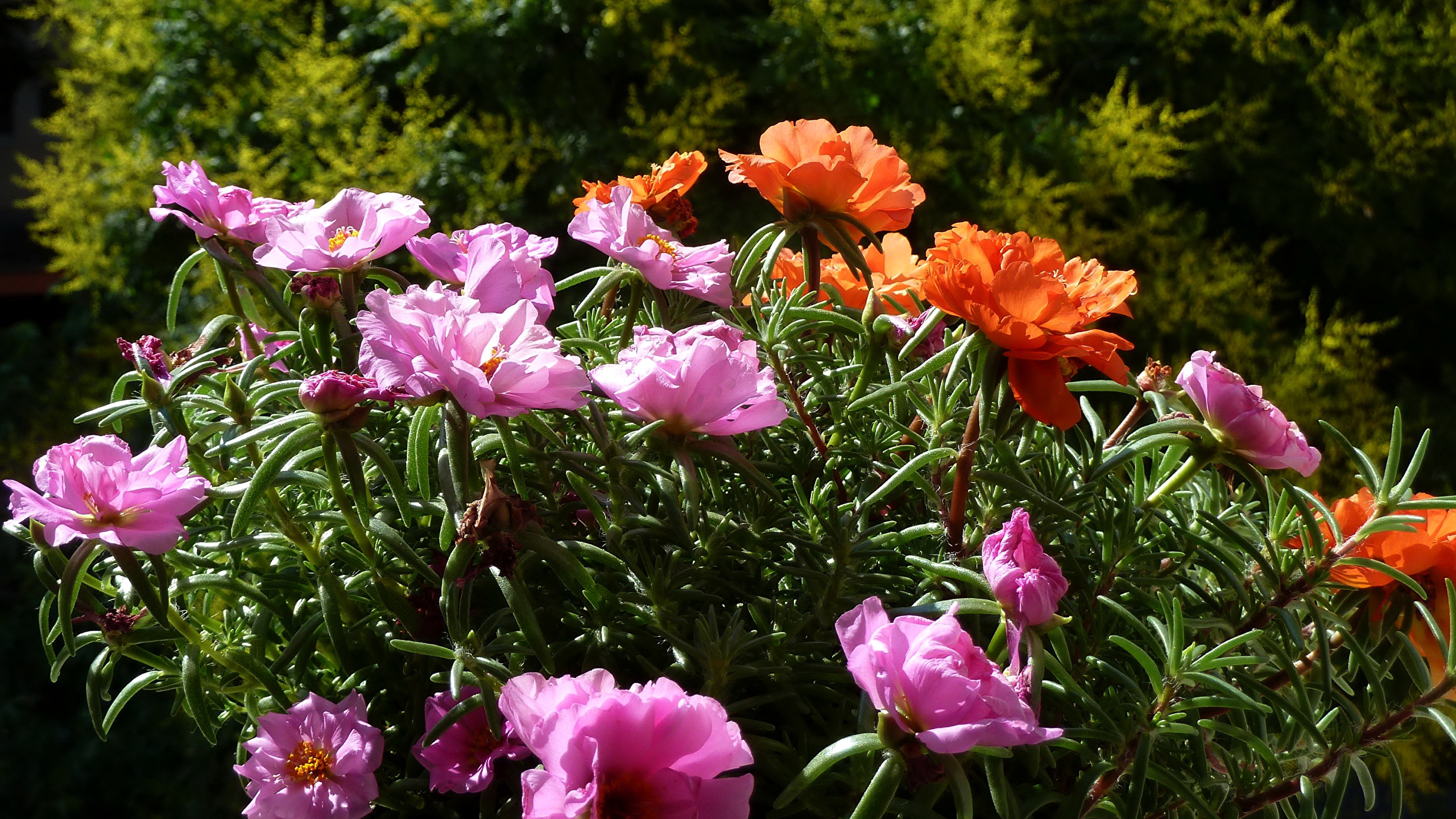 Представитель Семейства Portulacaceae